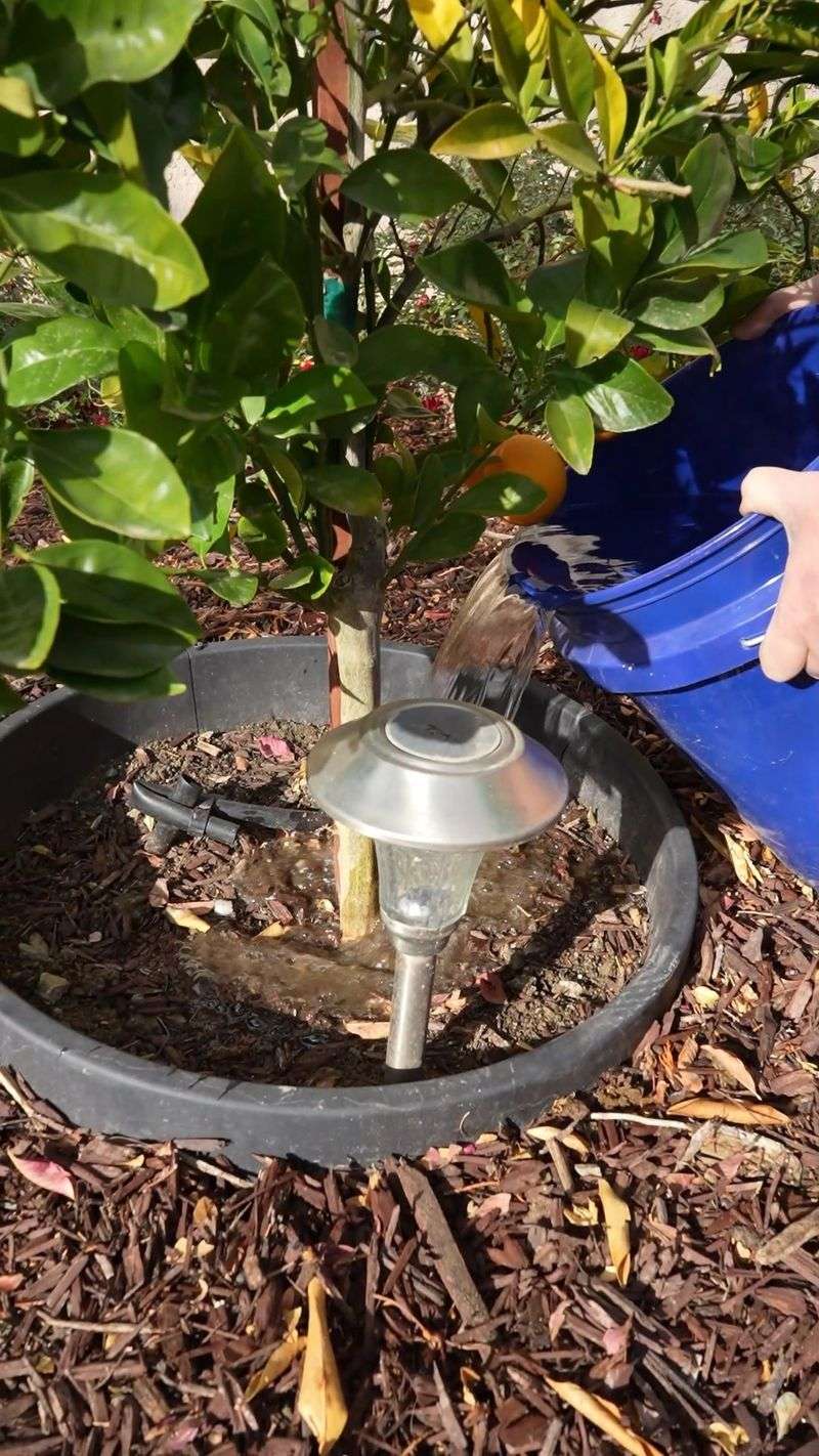 Deep Watering Trumps Frequent Sprinkling