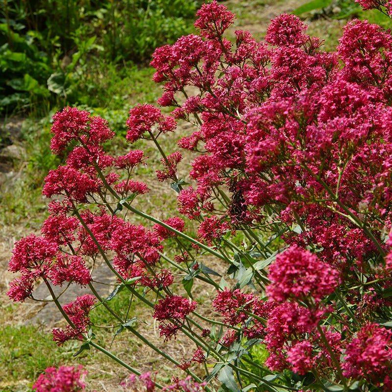 Red Valerian - The Carefree Bloomer