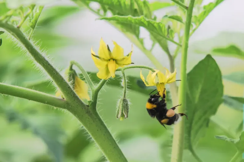Reduced Pollination Success