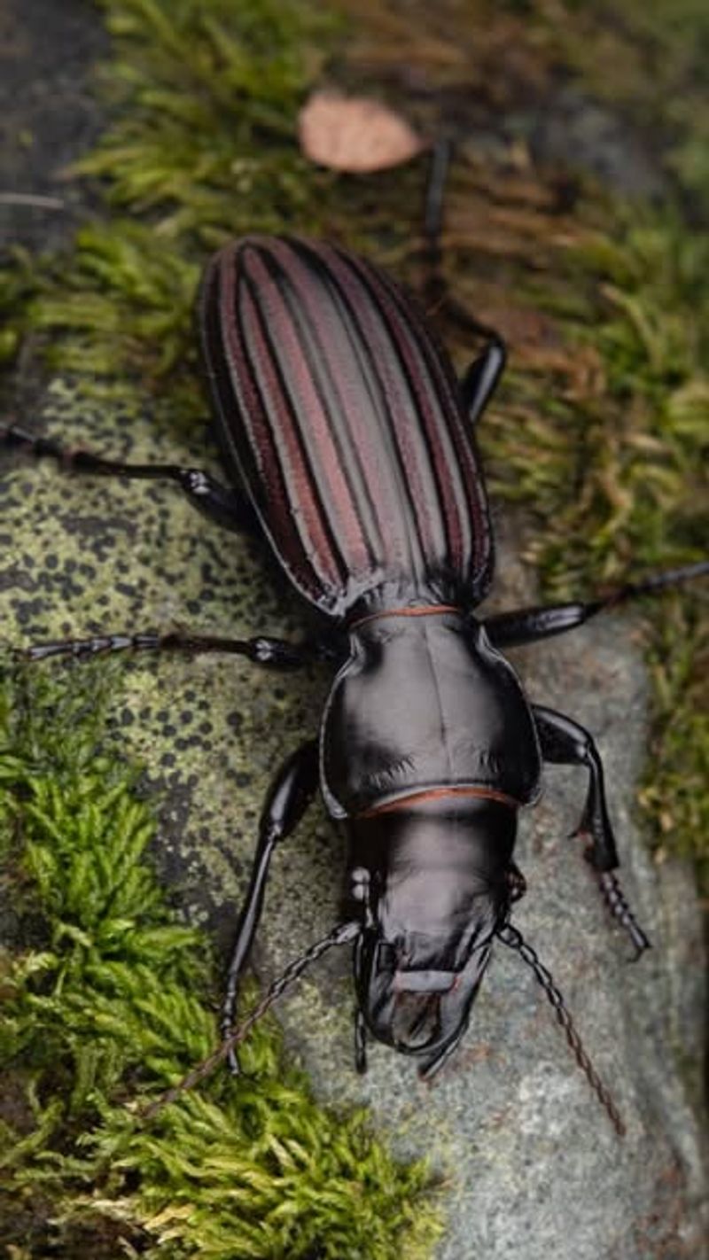 Predatory Ground Beetles