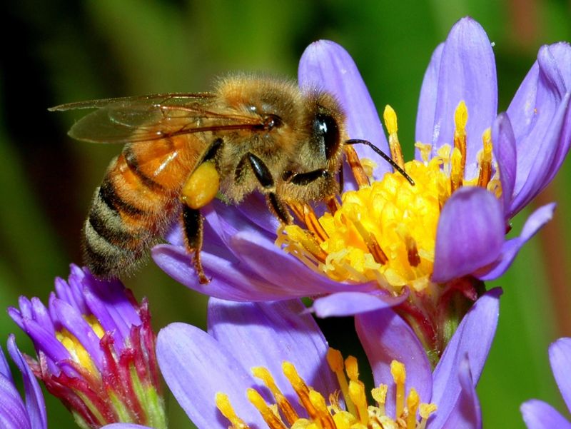Pollinator Protectors