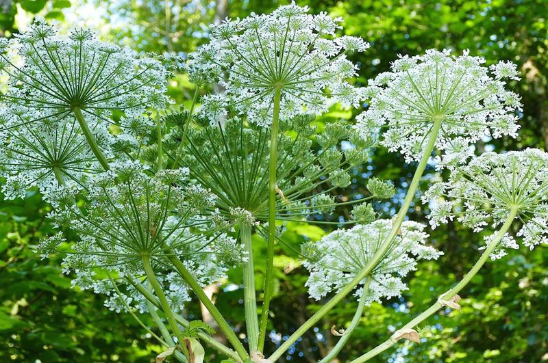 Look-alike Plant Confusion