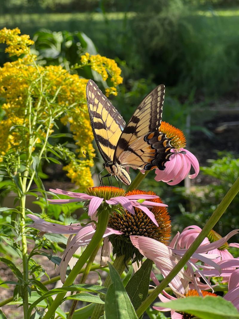Natural Pollinator Attraction