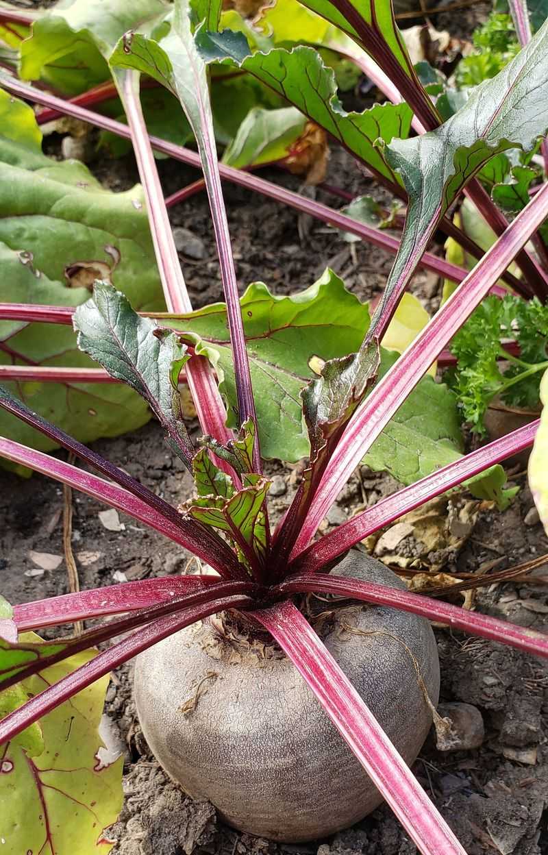 Replant Whole Beet Bottoms