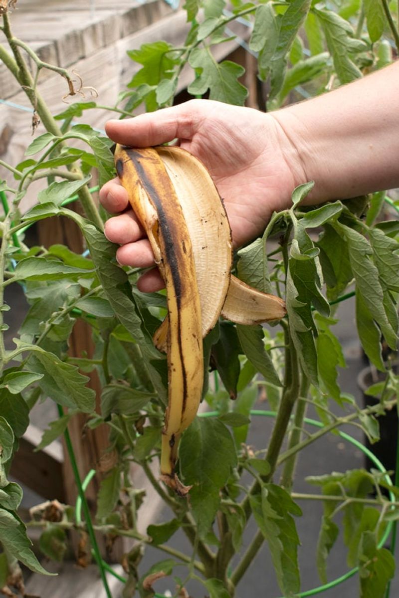 Companion Planting Effects