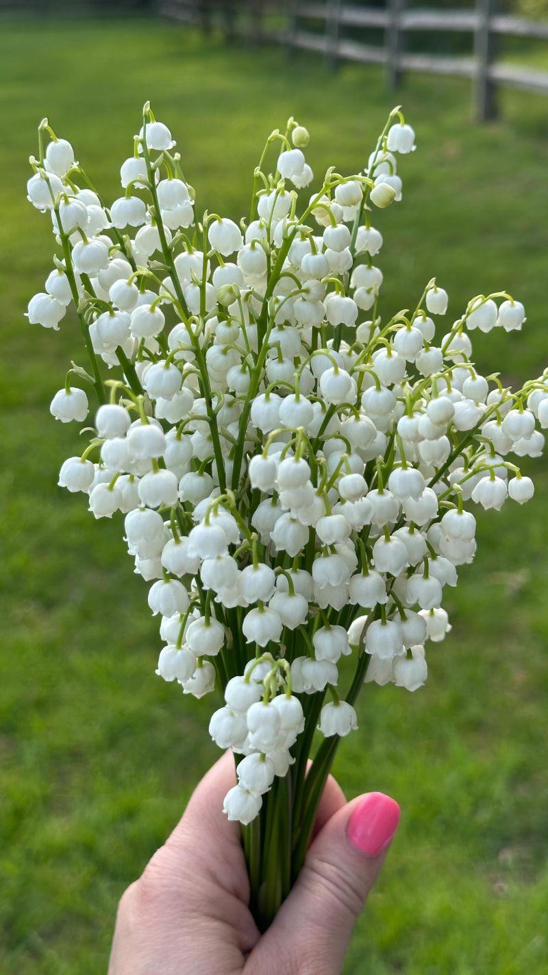 Fragrance Factor