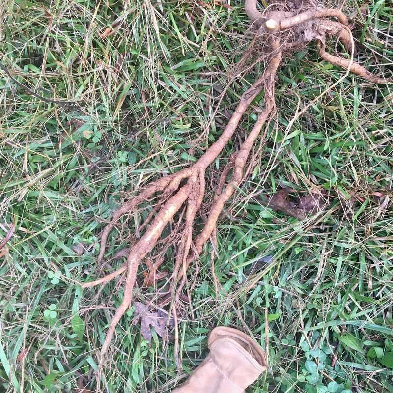 Dig Out Root Systems