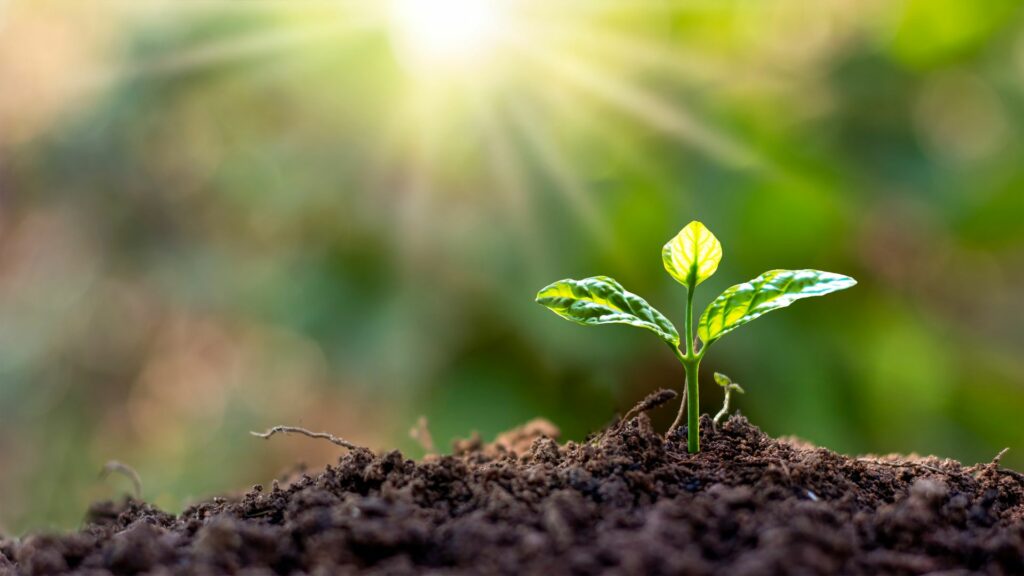soil