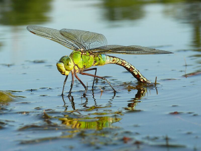 Dragonflies: Mosquito-Munching Aerial Acrobats