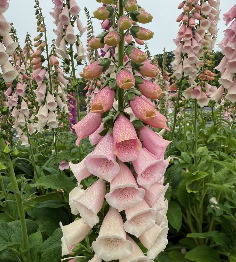 Foxglove (Digitalis) - Vertical Drama for Partial Shade
