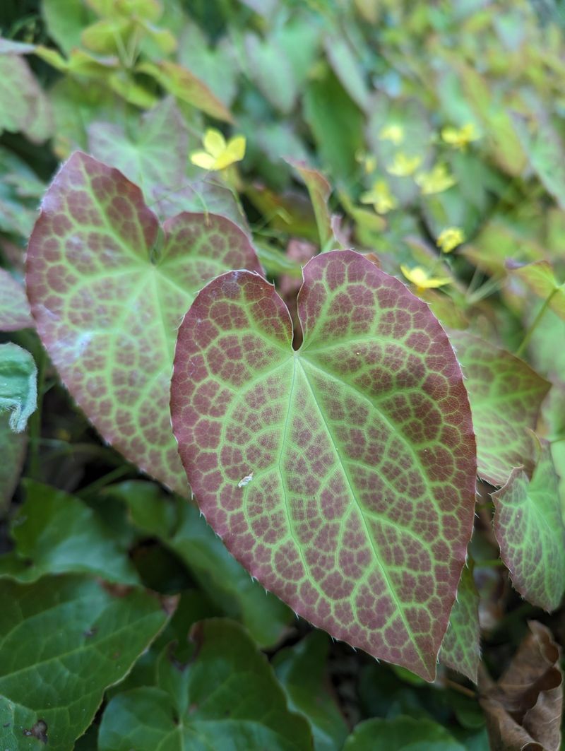Epimedium (Barrenwort)