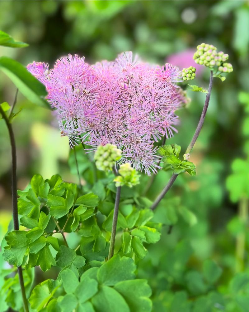 Meadow Rue (Thalictrum)