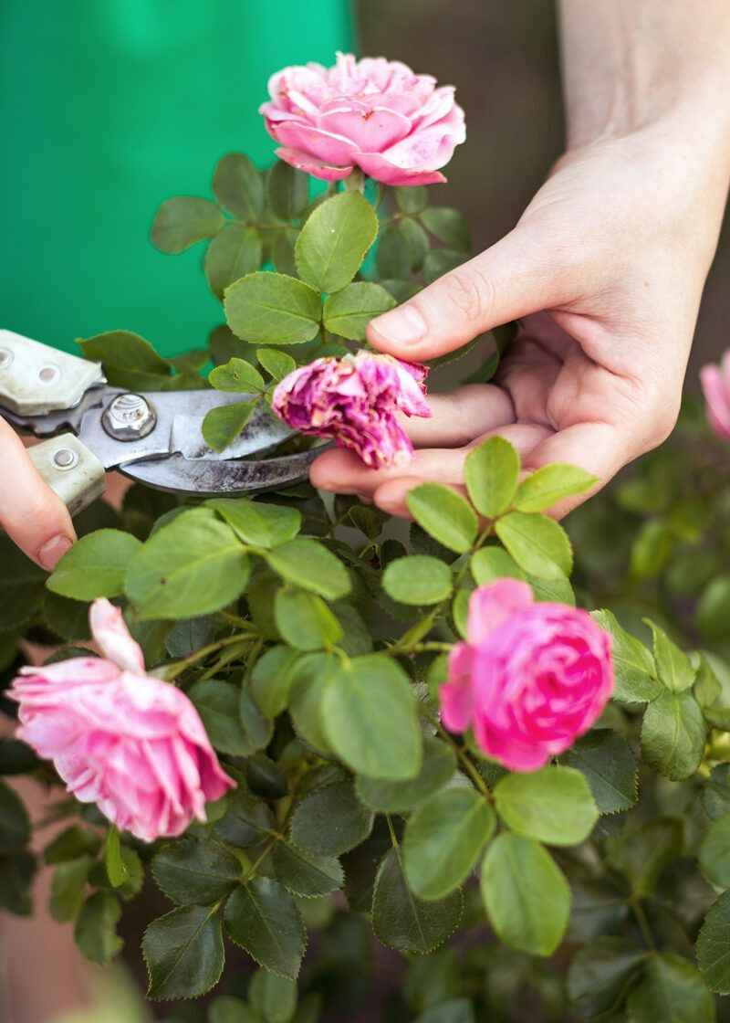 First-Year Roses Need Special Care