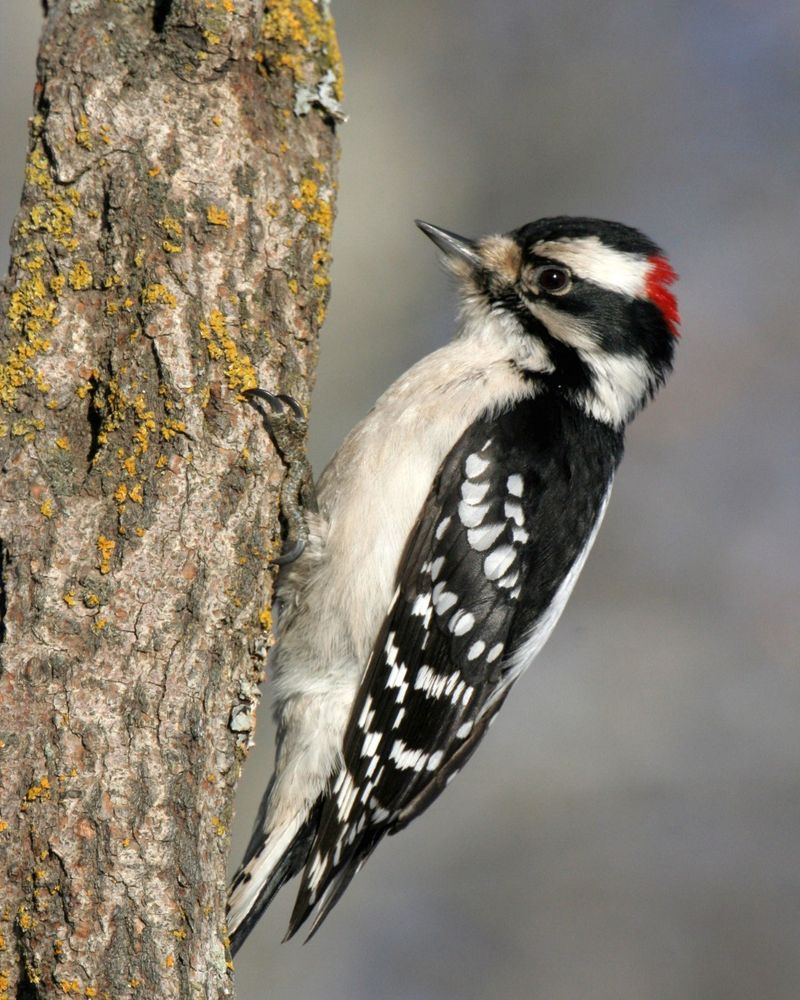 Downy Woodpecker