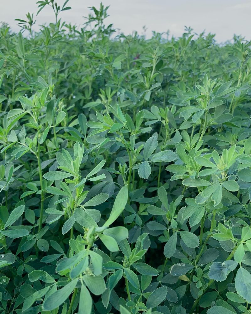 Alfalfa