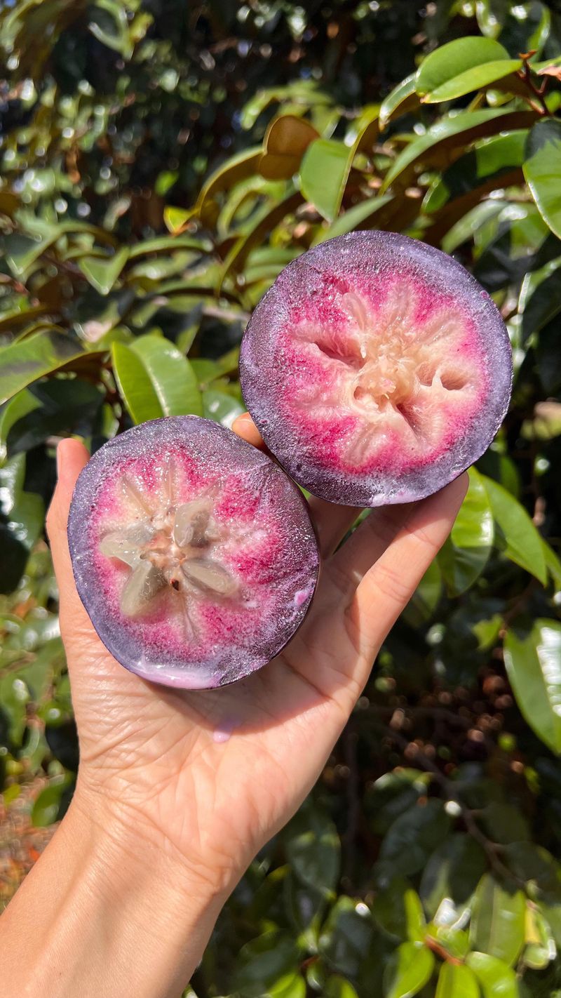 Star Apple (Caimito)