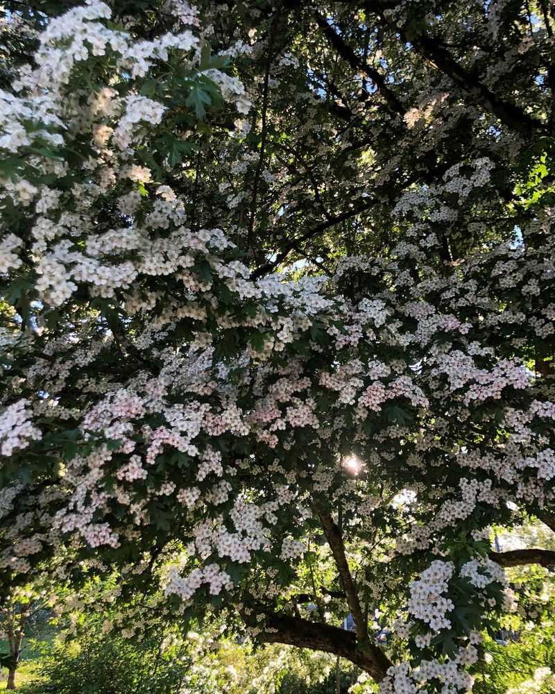 Hawthorn