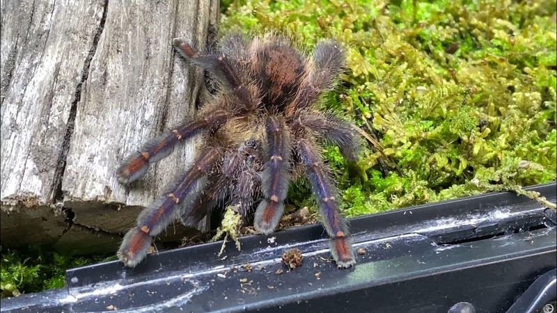 Ecuador's Pink-Toed Tarantula: The Canopy Acrobat