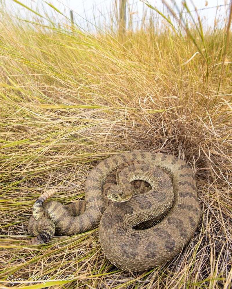 Prairie Rattlesnake