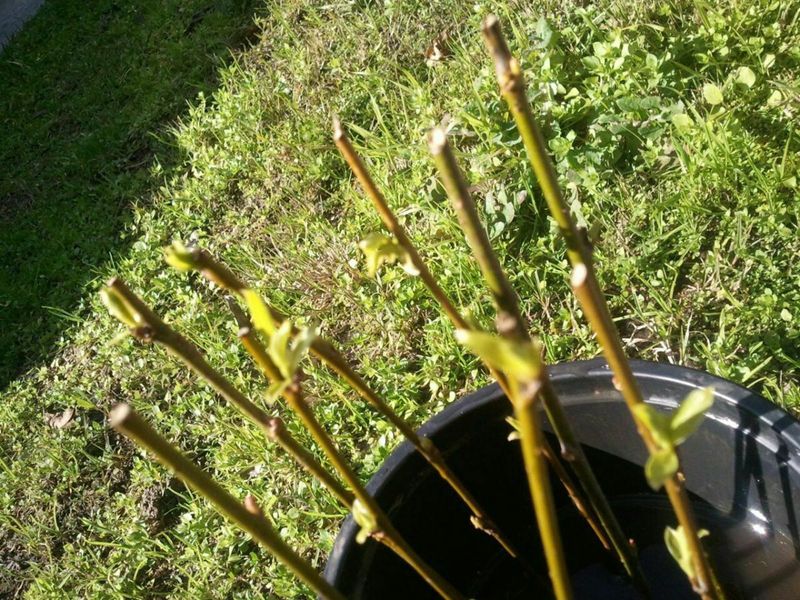 Water Thoroughly After Planting