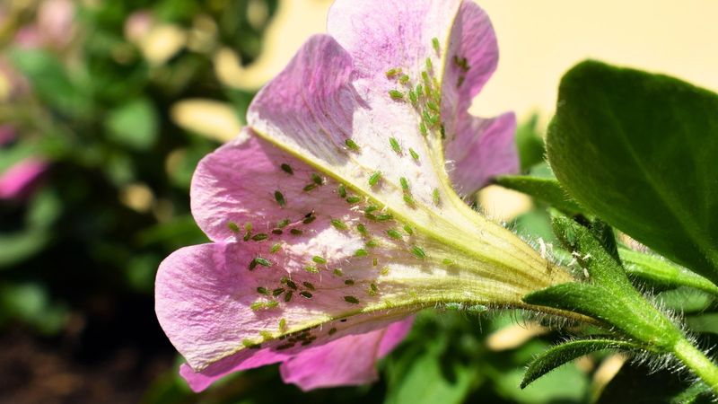 Prevent Common Pests