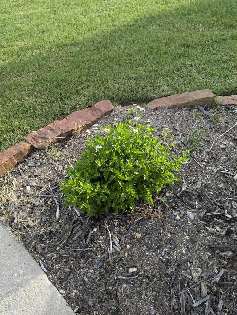 Create A Living Mulch Barrier