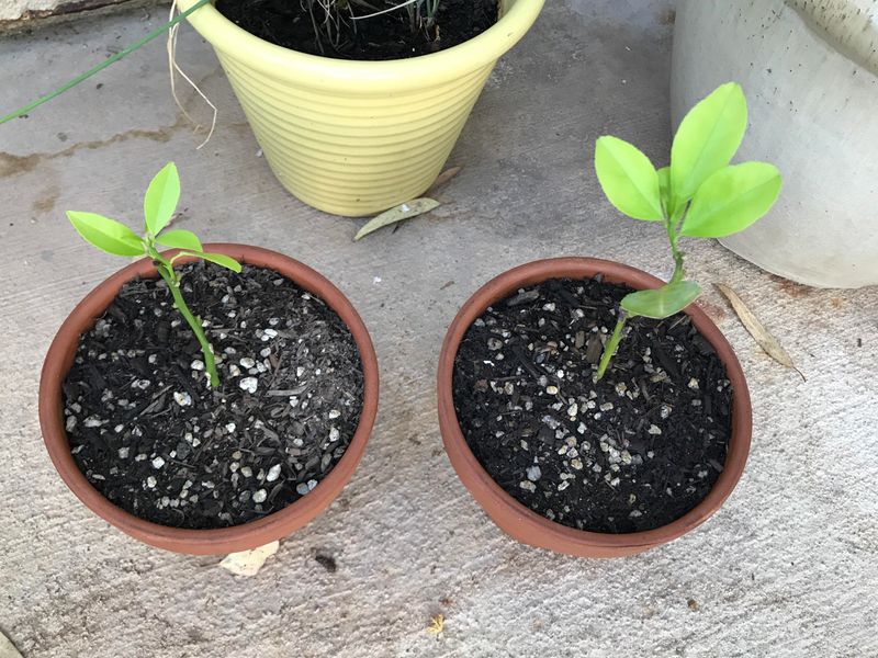 Visible Root Development