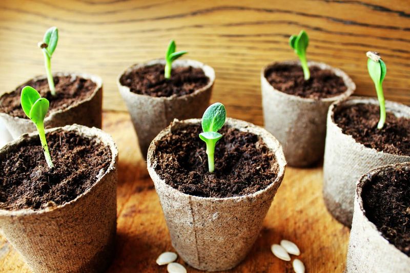 Root Development Boost
