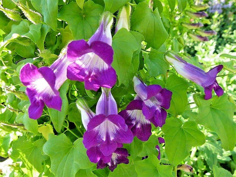 Climbing Snapdragon