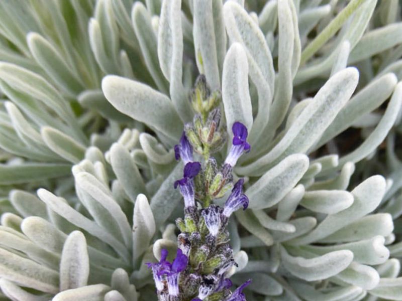 Woolly Lavender