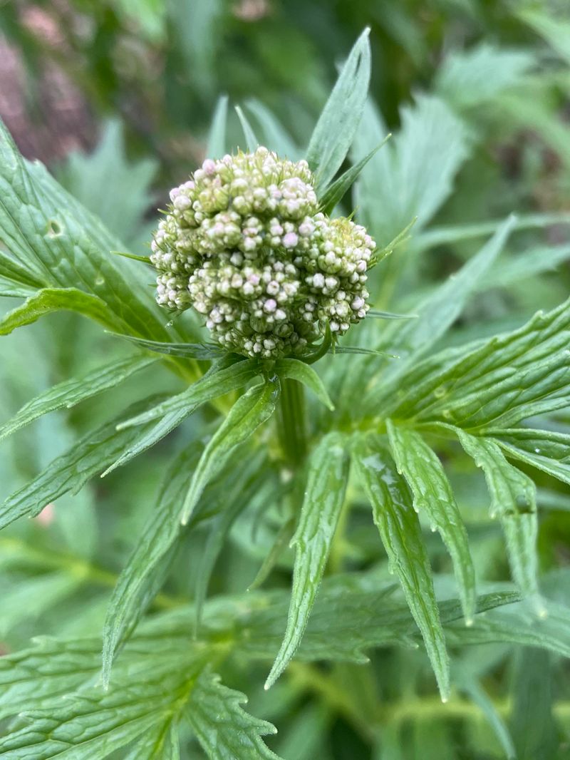 Valerian: Memory Through Better Sleep