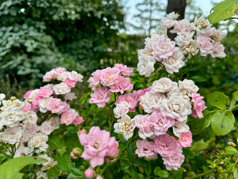 The Fairy Rose (Rosa 'The Fairy')