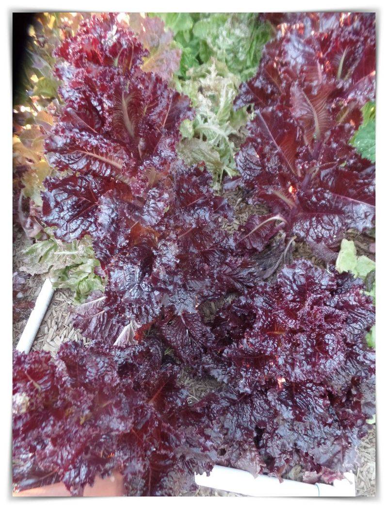 Mascara Lettuce