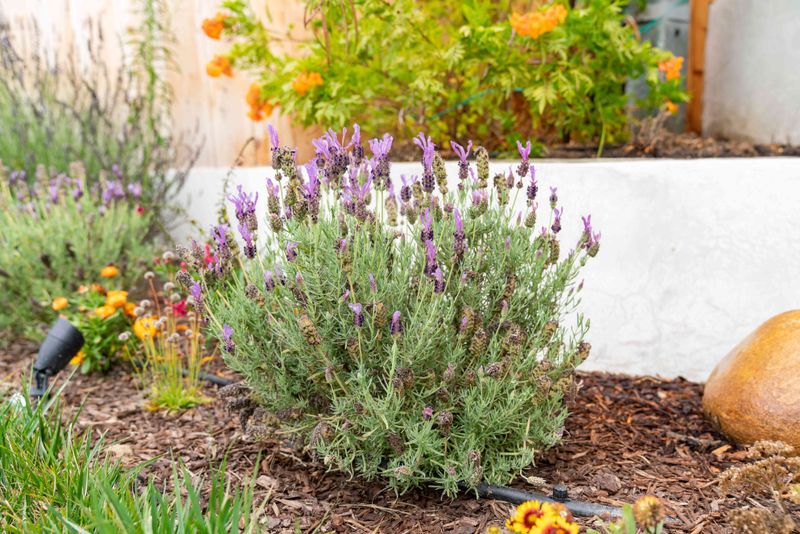 Lavender Doubles Its Aromatic Display