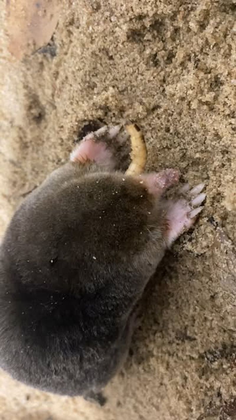 Mole Networks