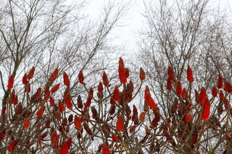 Staghorn Sumac