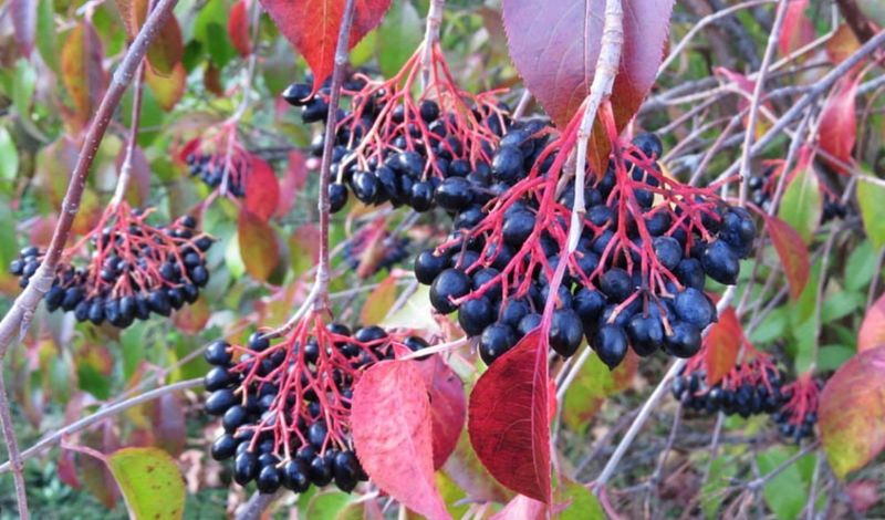 Nannyberry