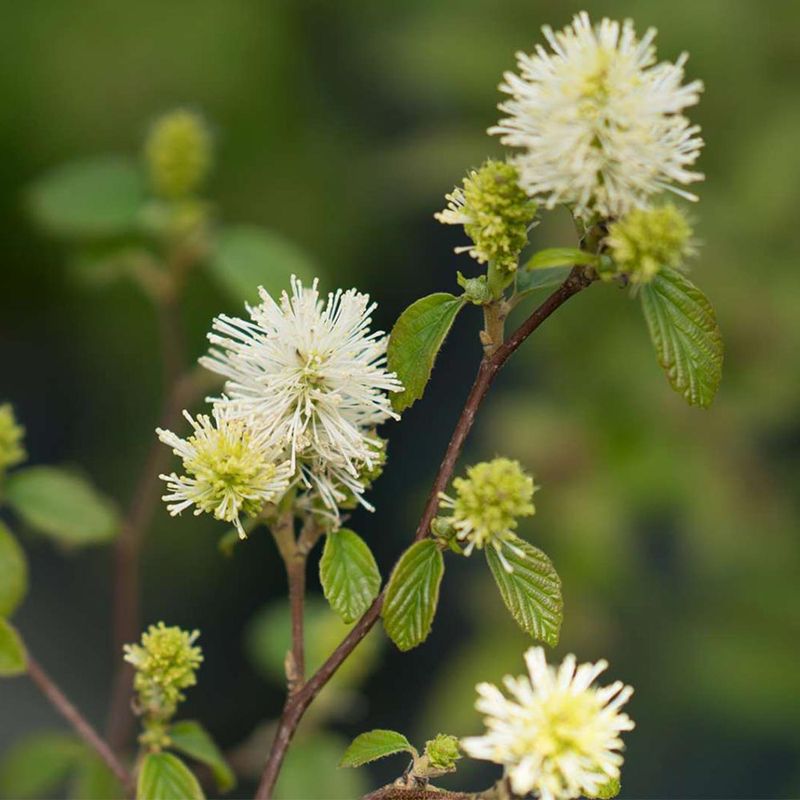 Fothergilla