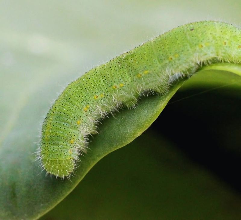 Cabbage Worms