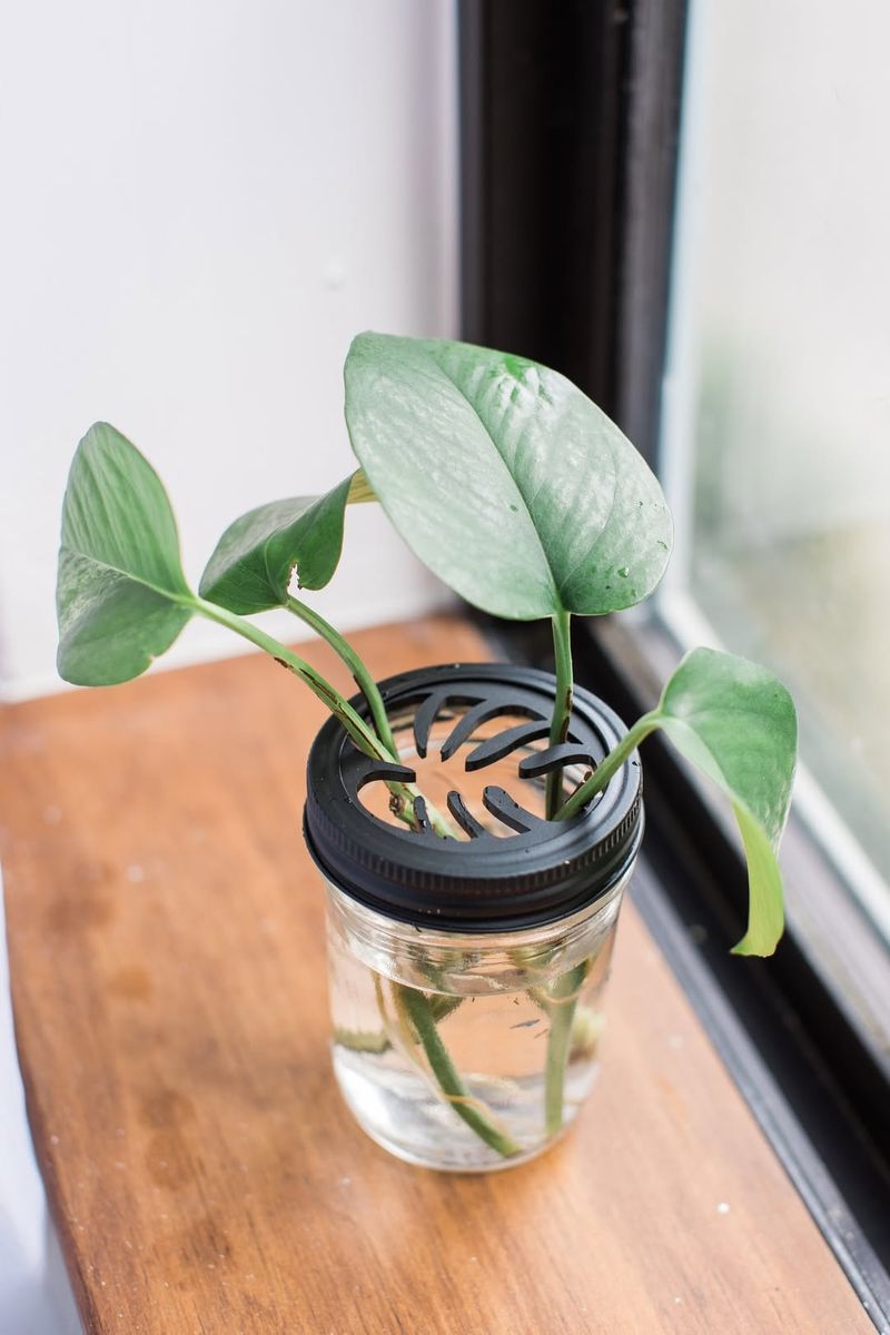 Pothos