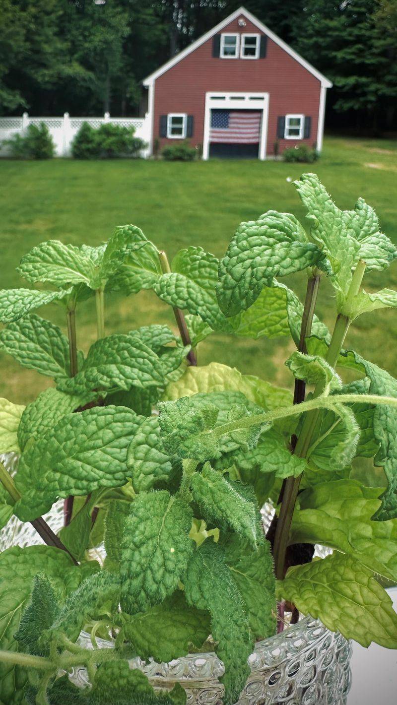 Mint