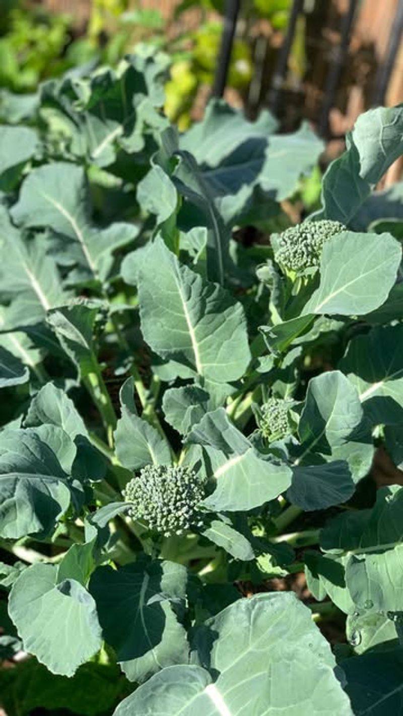 Broccoli