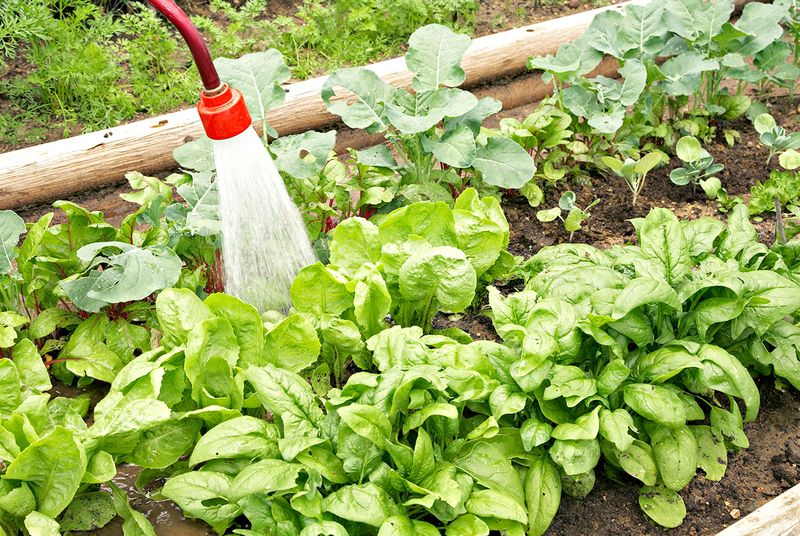 Spinach: The Perfect Strawberry Neighbor
