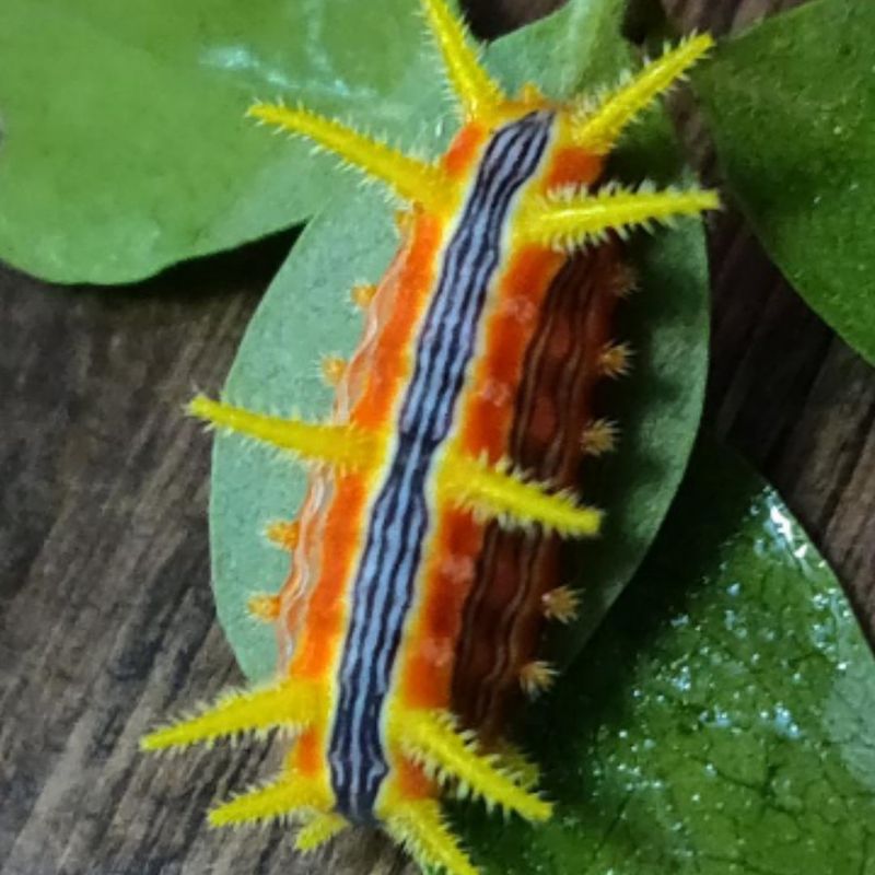 Stinging Rose Caterpillar