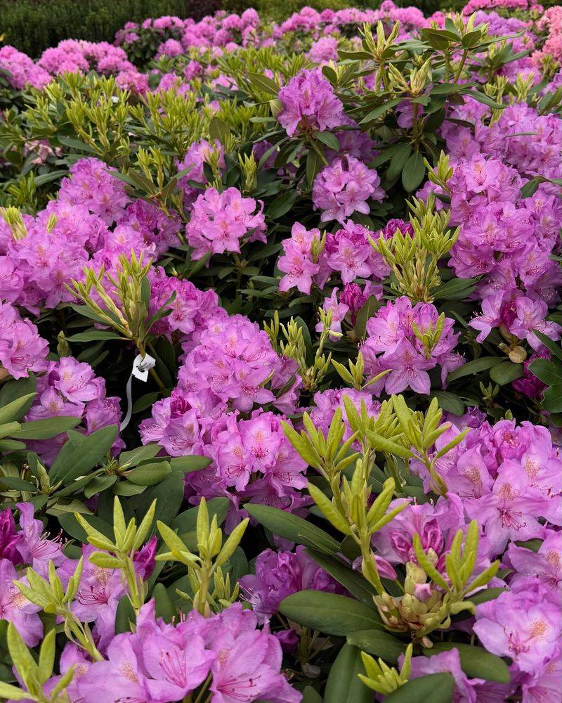 Rhododendron