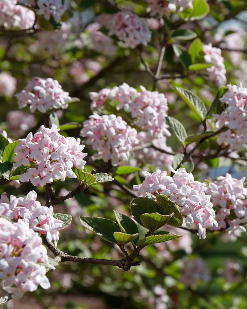 Viburnum