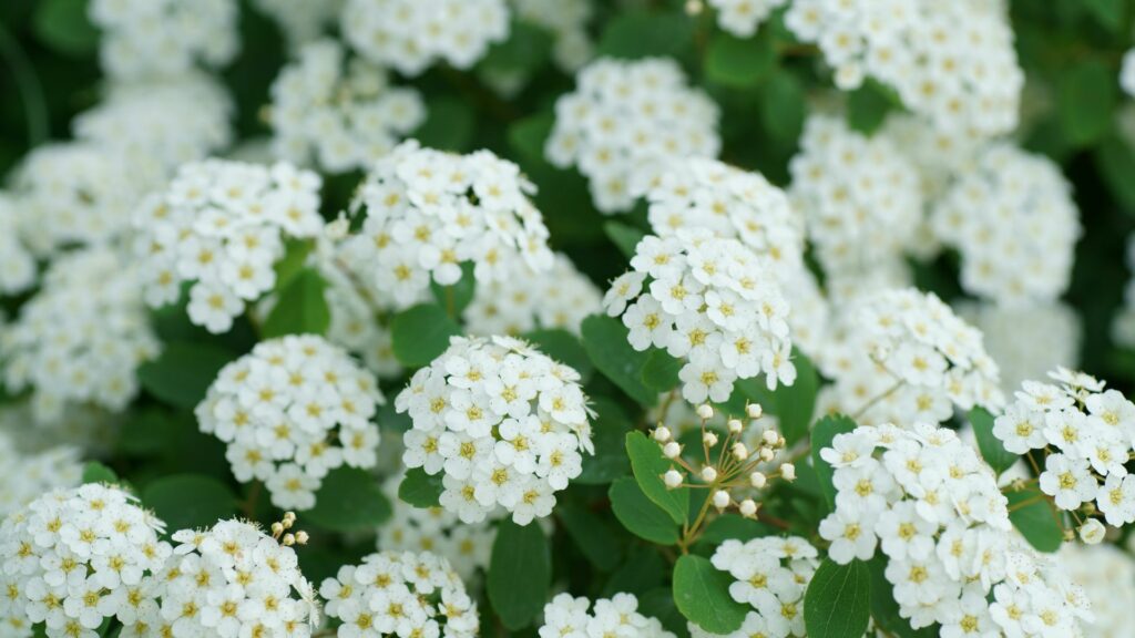Spirea