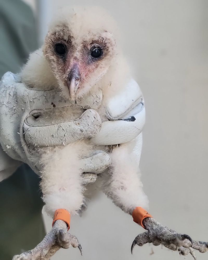 Barn Owls