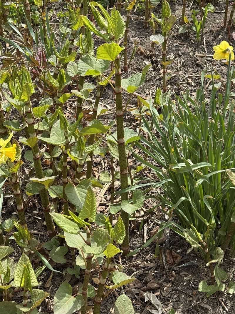 Unusual Resistance to Herbicides