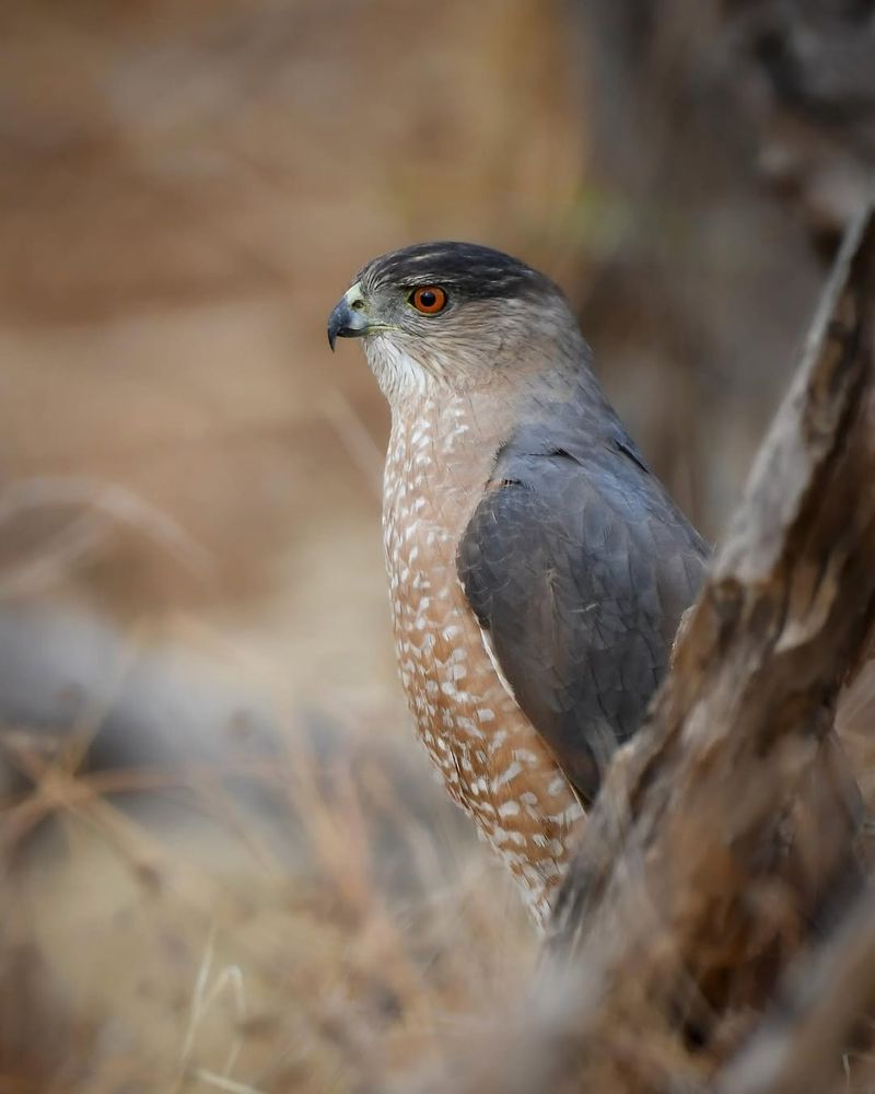Cooper's Hawks
